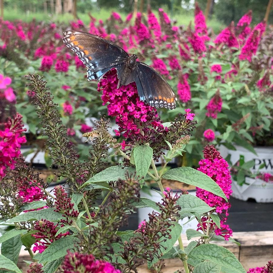 Buddleia Davidii Miss Molly - View 5 from www redcrocus com