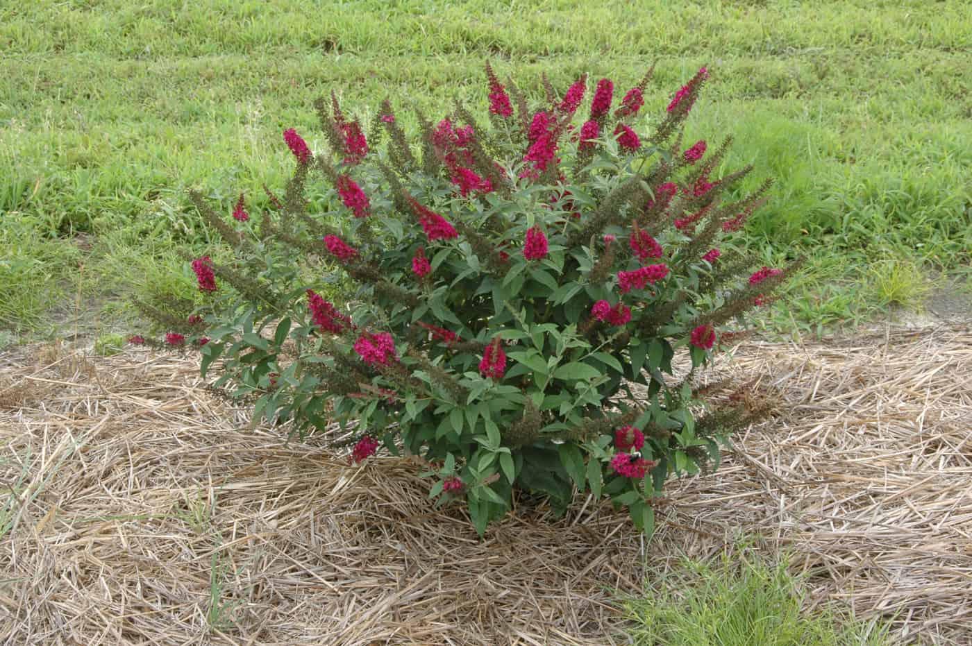 Buddleia Davidii Miss Molly - View 6 from www redcrocus com