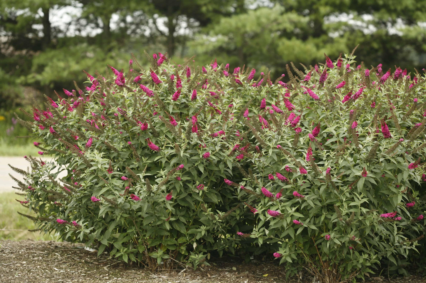 Buddleia Davidii Miss Molly - View 7 from www redcrocus com