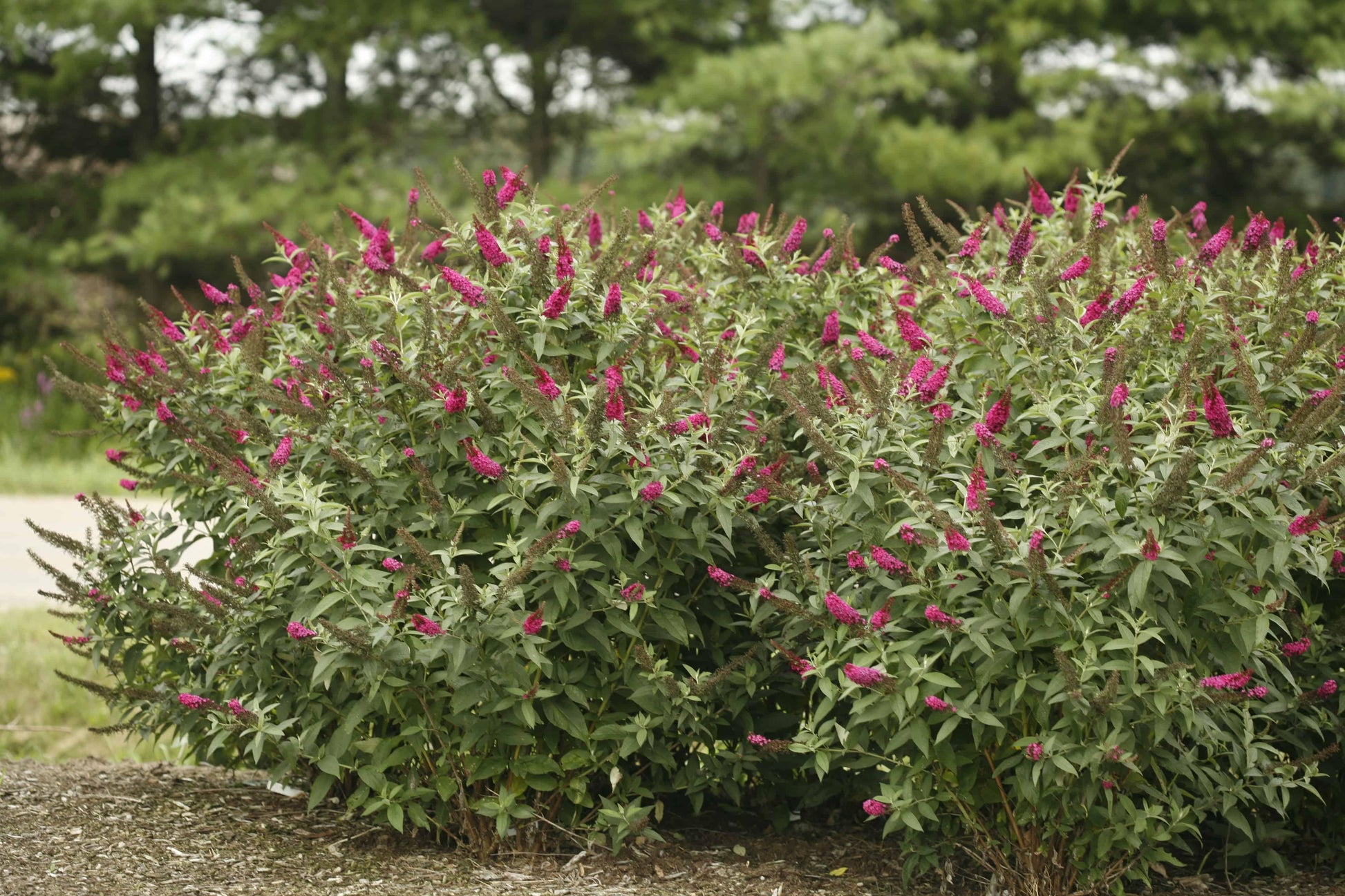 Buddleia Davidii Miss Molly - View 7 from www redcrocus com