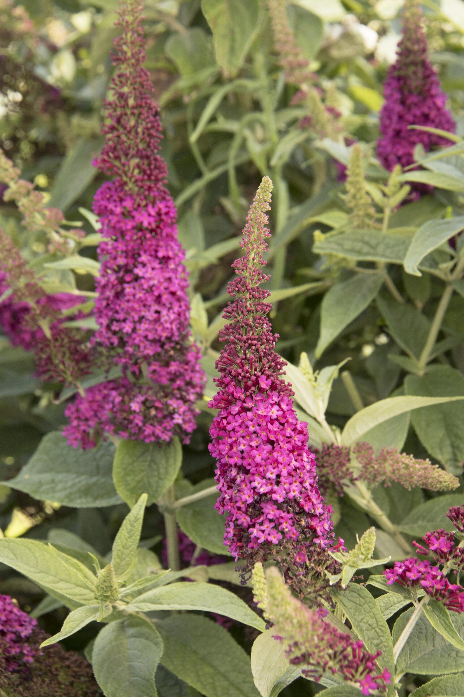 Buddleia Davidii Miss Molly - View 8 from www redcrocus com
