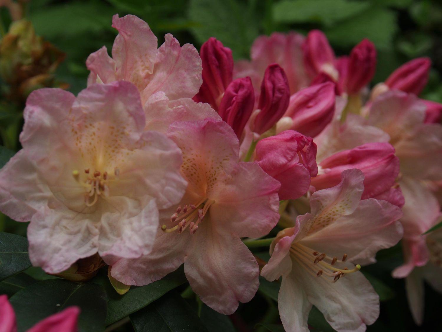 Rhododendron Percy Wiseman - View 10 from www redcrocus com