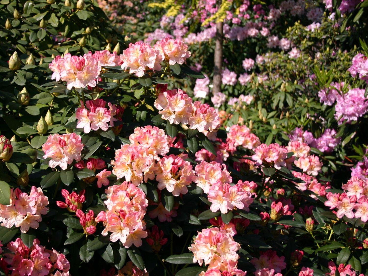 Rhododendron Percy Wiseman - View 12 from www redcrocus com