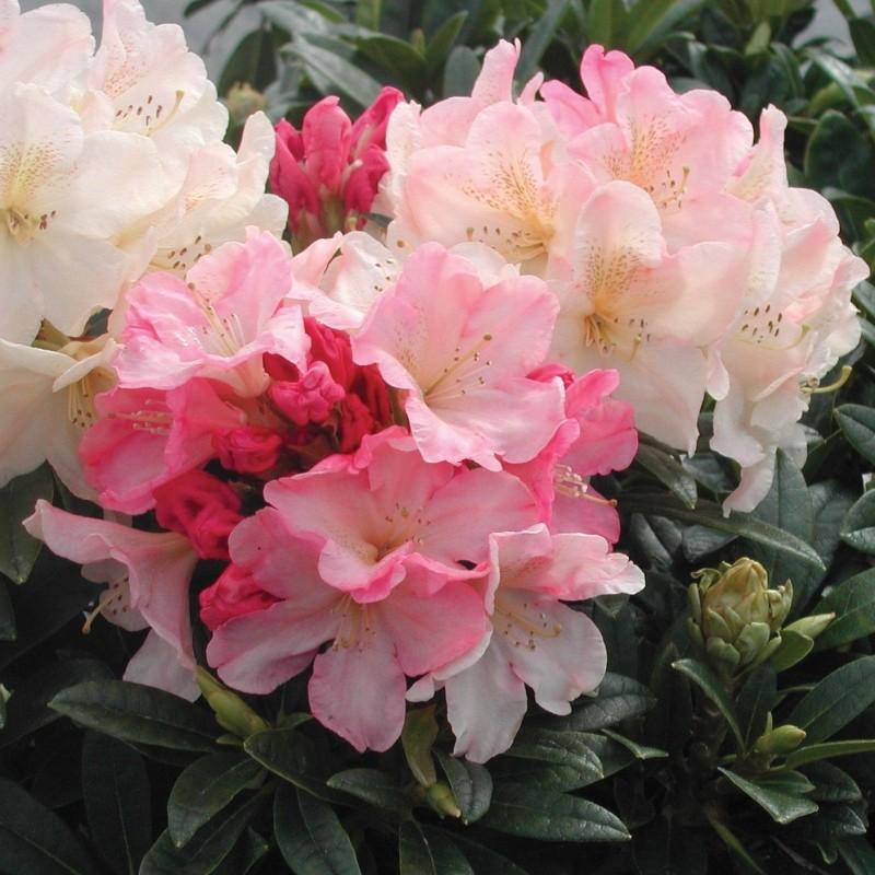 Rhododendron Percy Wiseman - View 14 from www redcrocus com