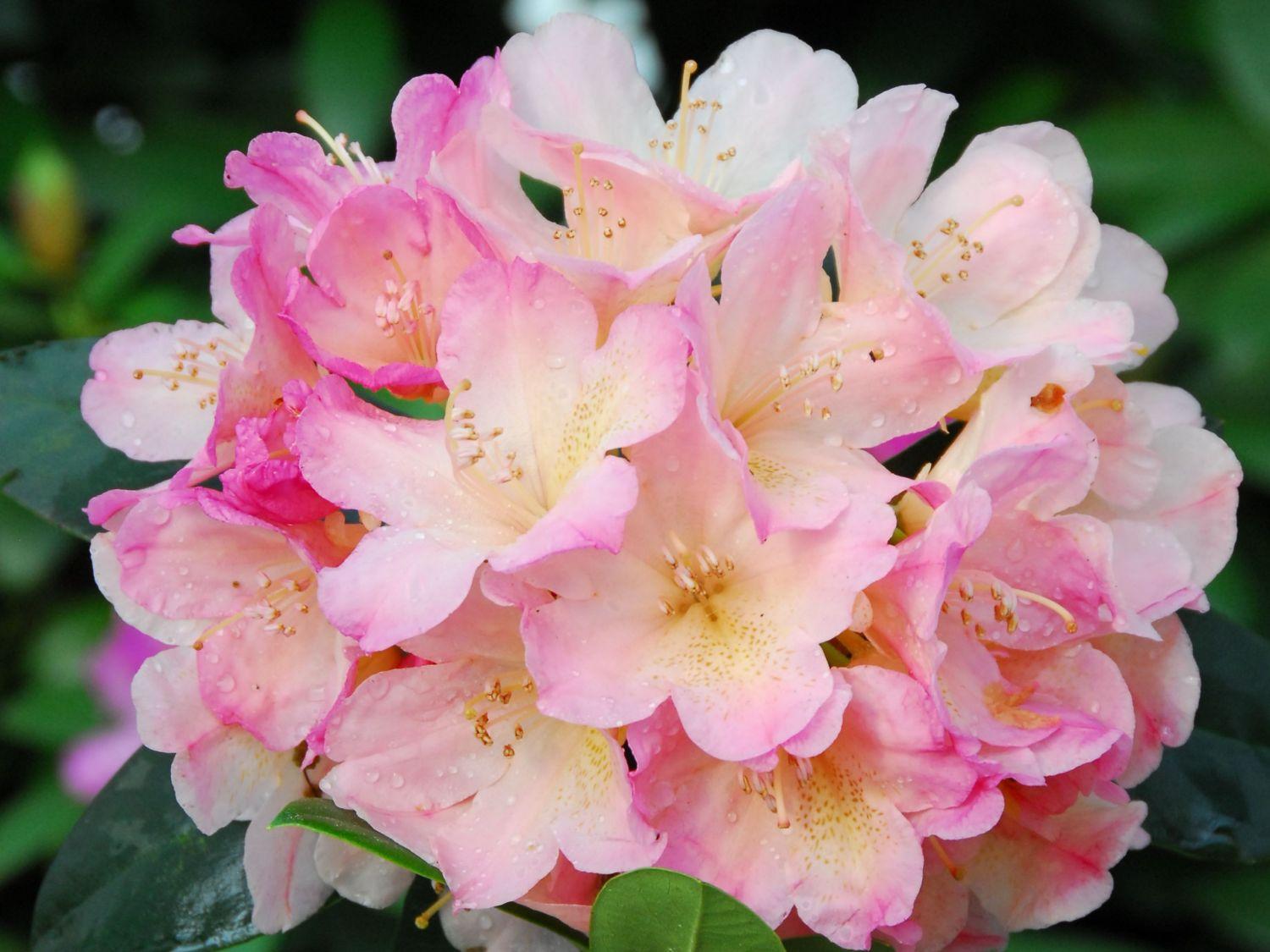 Rhododendron Percy Wiseman - View 1 from www redcrocus com