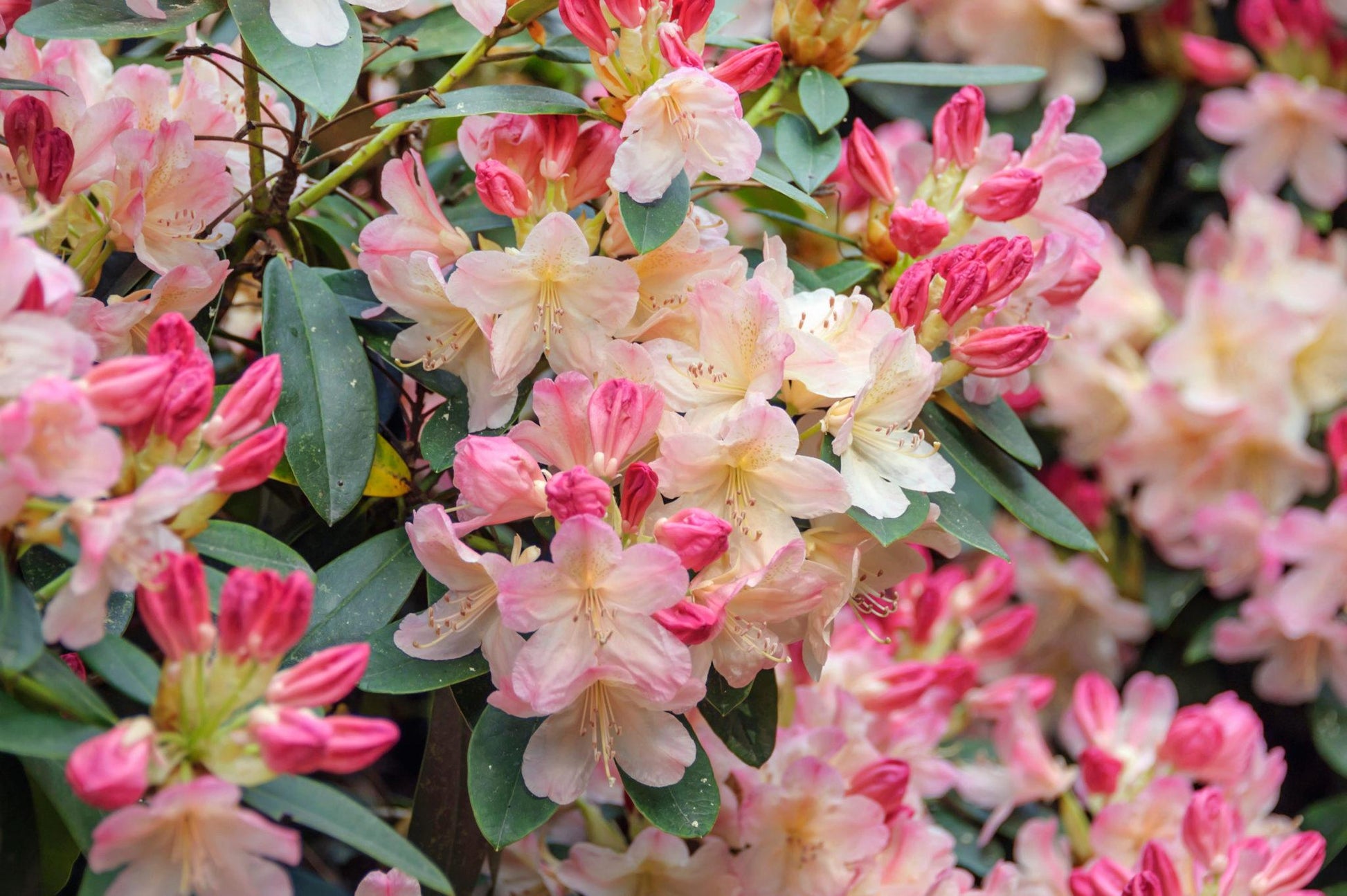Rhododendron Percy Wiseman - View 2 from www redcrocus com