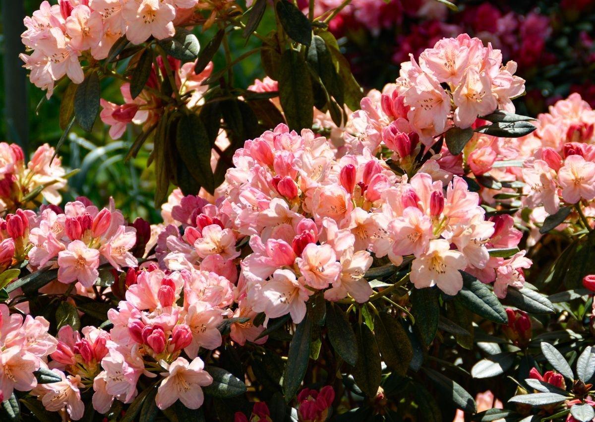 Rhododendron Percy Wiseman - View 3 from www redcrocus com