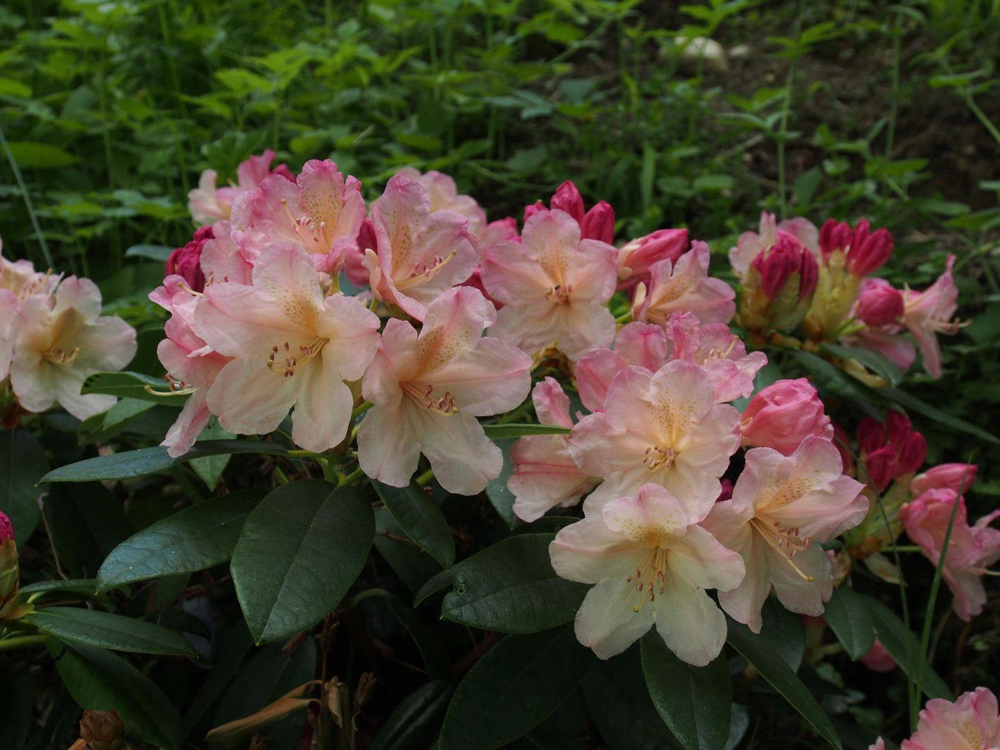 Rhododendron Percy Wiseman - View 5 from www redcrocus com