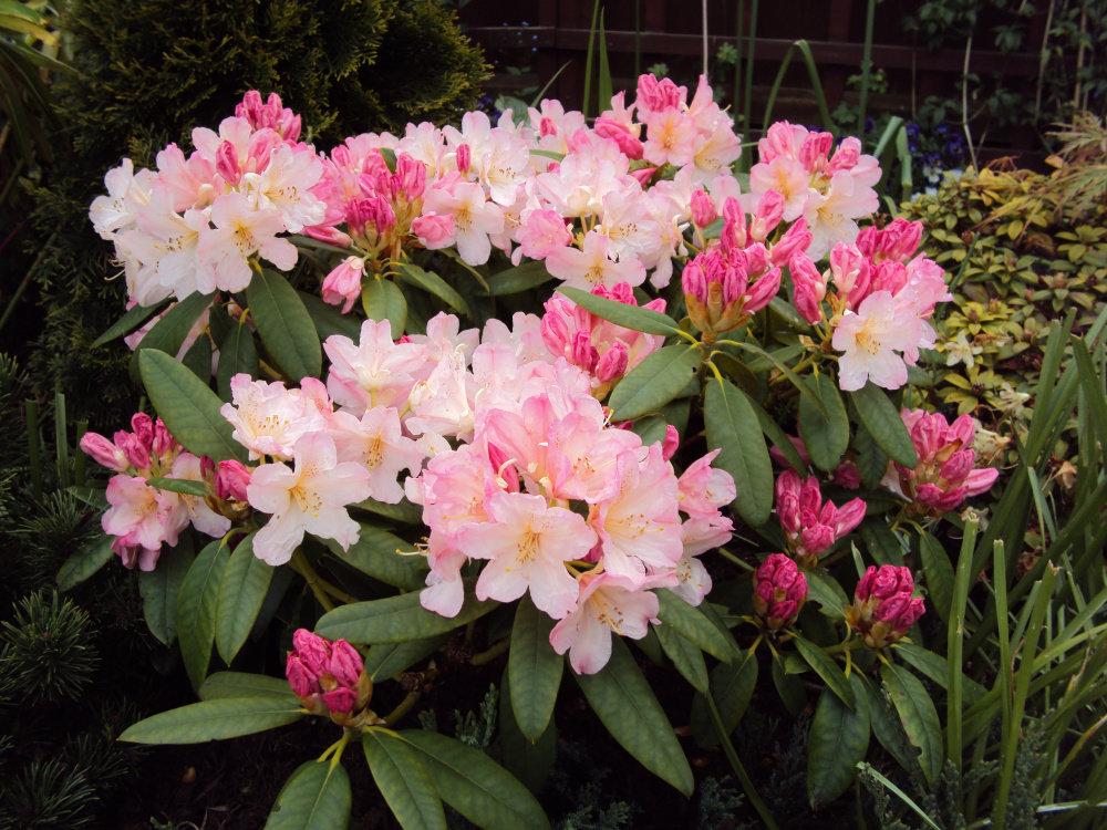 Rhododendron Percy Wiseman - View 7 from www redcrocus com