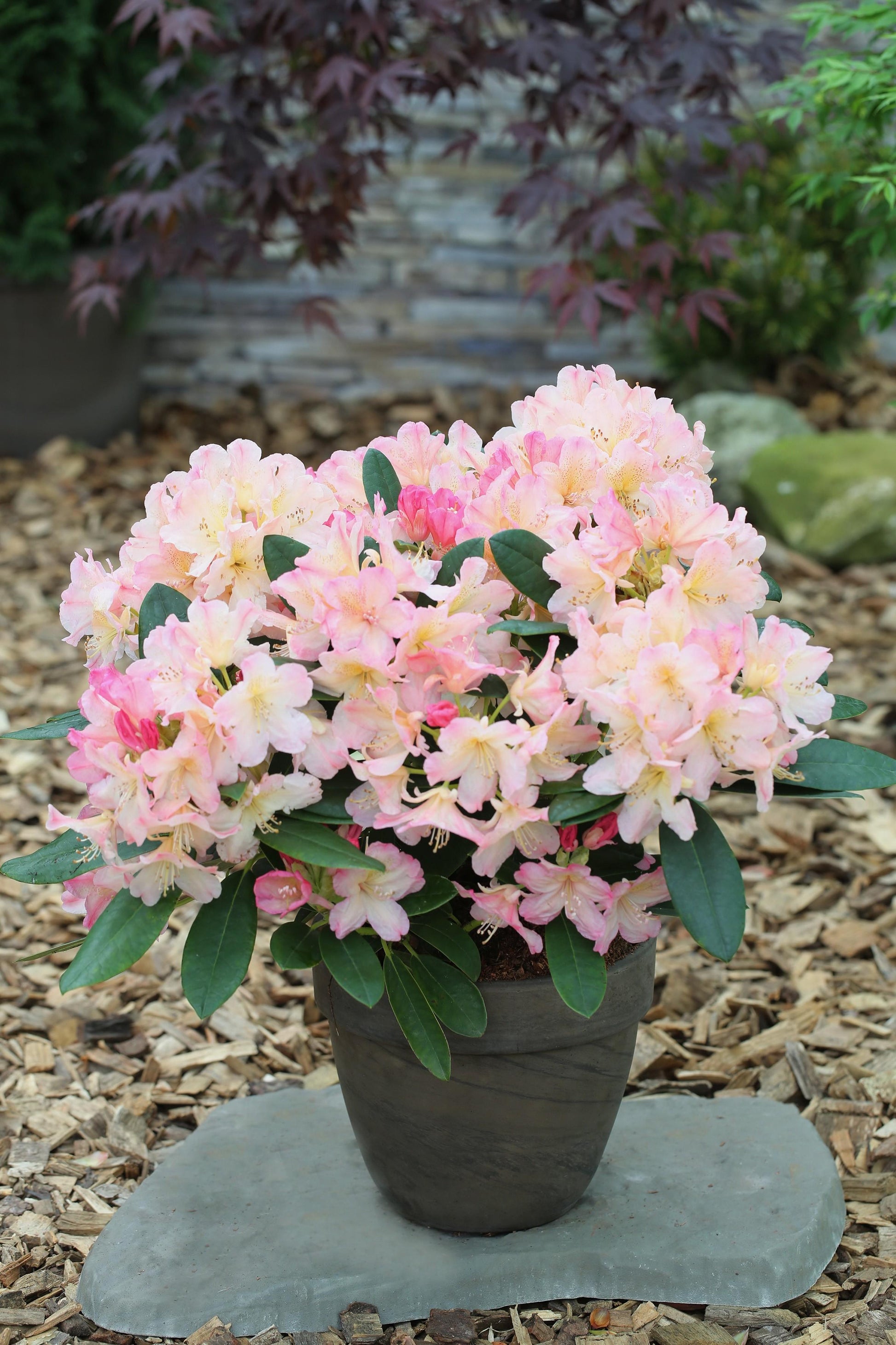 Rhododendron Percy Wiseman - View 8 from www redcrocus com