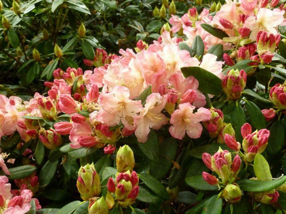 Rhododendron Percy Wiseman - View 9 from www redcrocus com