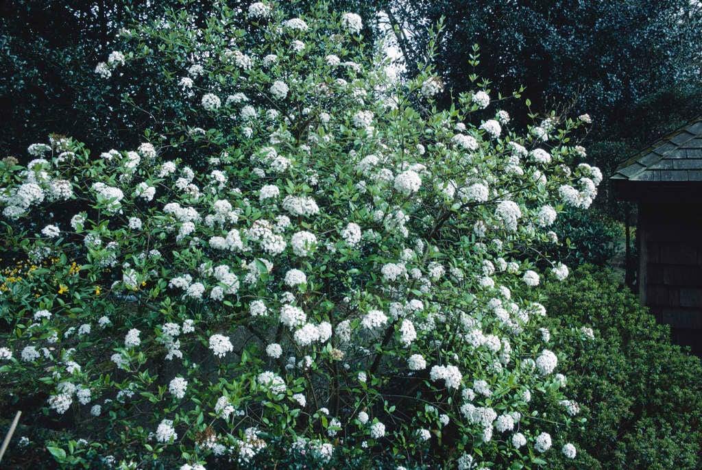 Viburnum Burkwoodii - View 10 from www redcrocus com