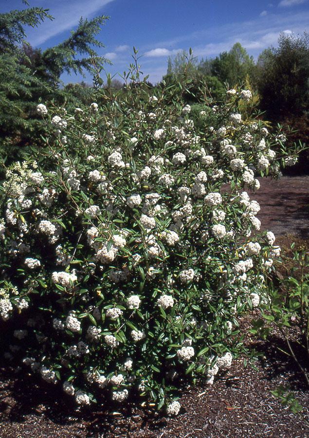 Viburnum Burkwoodii - View 11 from www redcrocus com
