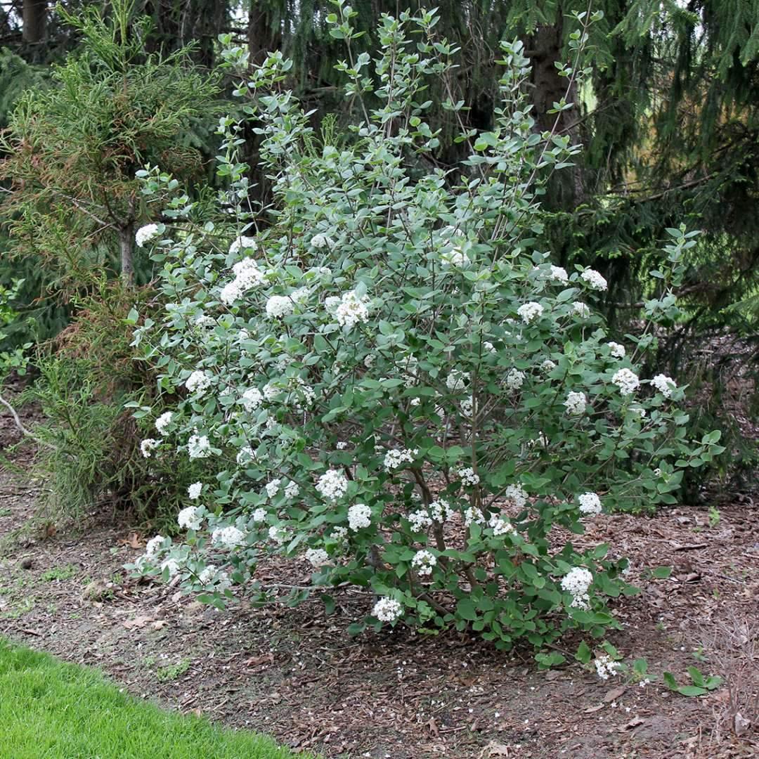 Viburnum Burkwoodii - View 13 from www redcrocus com