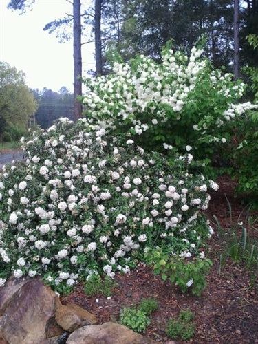 Viburnum Burkwoodii - View 18 from www redcrocus com