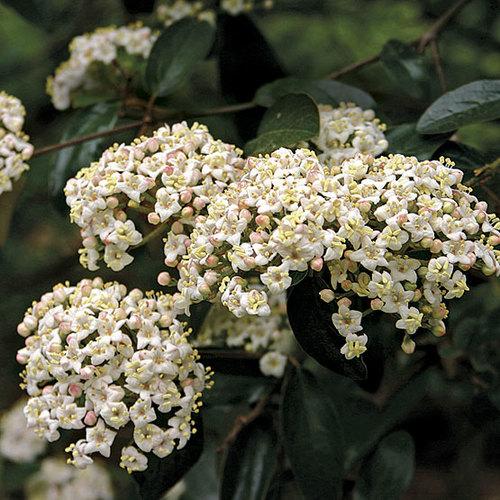 Viburnum Burkwoodii - View 19 from www redcrocus com