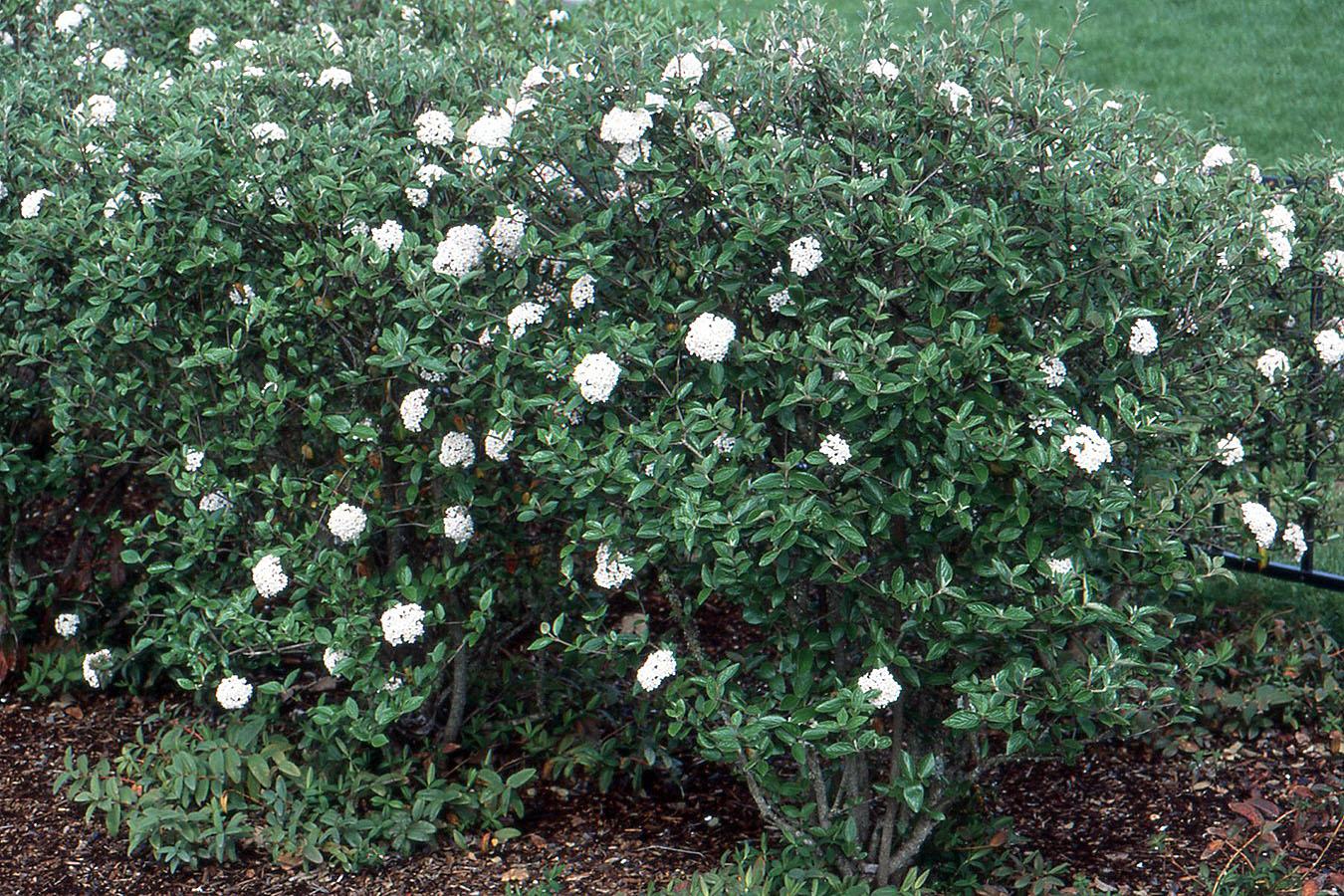Viburnum Burkwoodii - View 1 from www redcrocus com