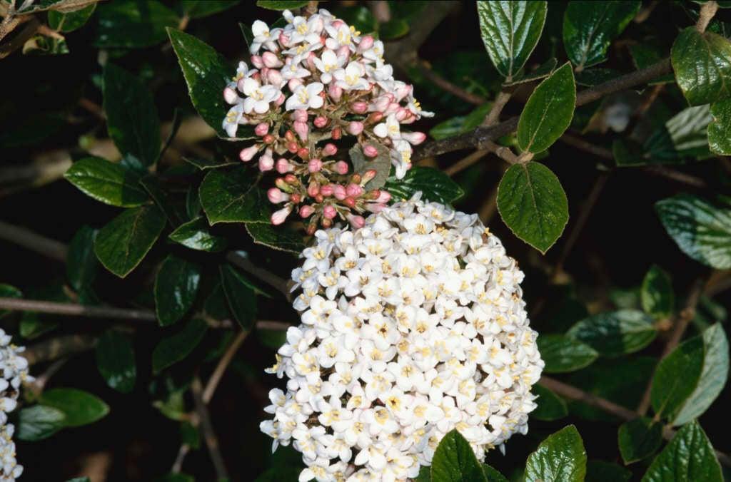 Viburnum Burkwoodii - View 20 from www redcrocus com