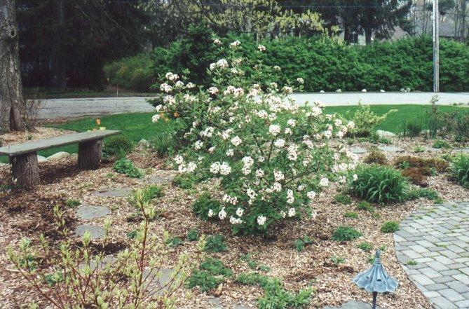 Viburnum Burkwoodii - View 21 from www redcrocus com