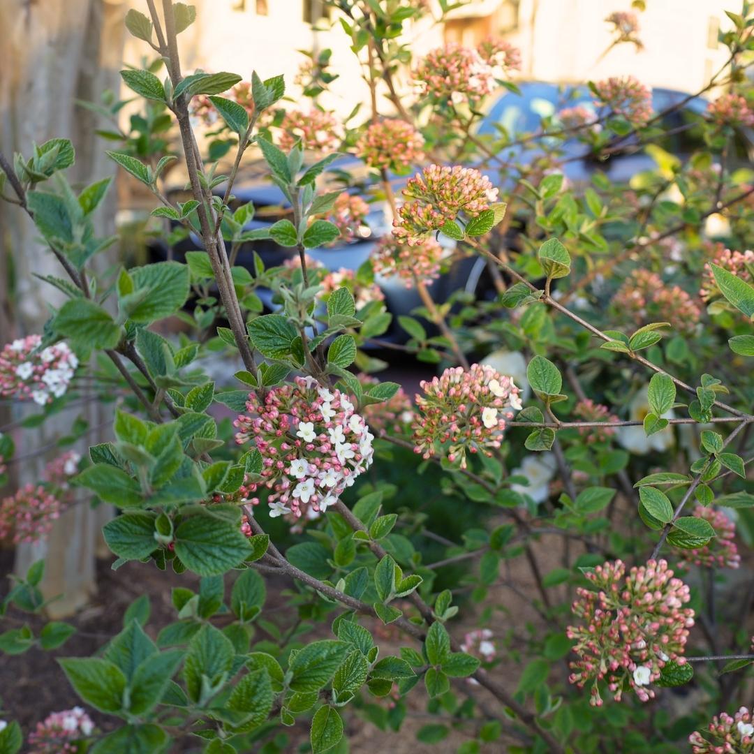 Viburnum Burkwoodii - View 24 from www redcrocus com