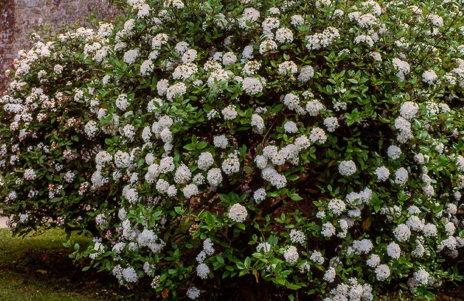 Viburnum Burkwoodii - View 27 from www redcrocus com