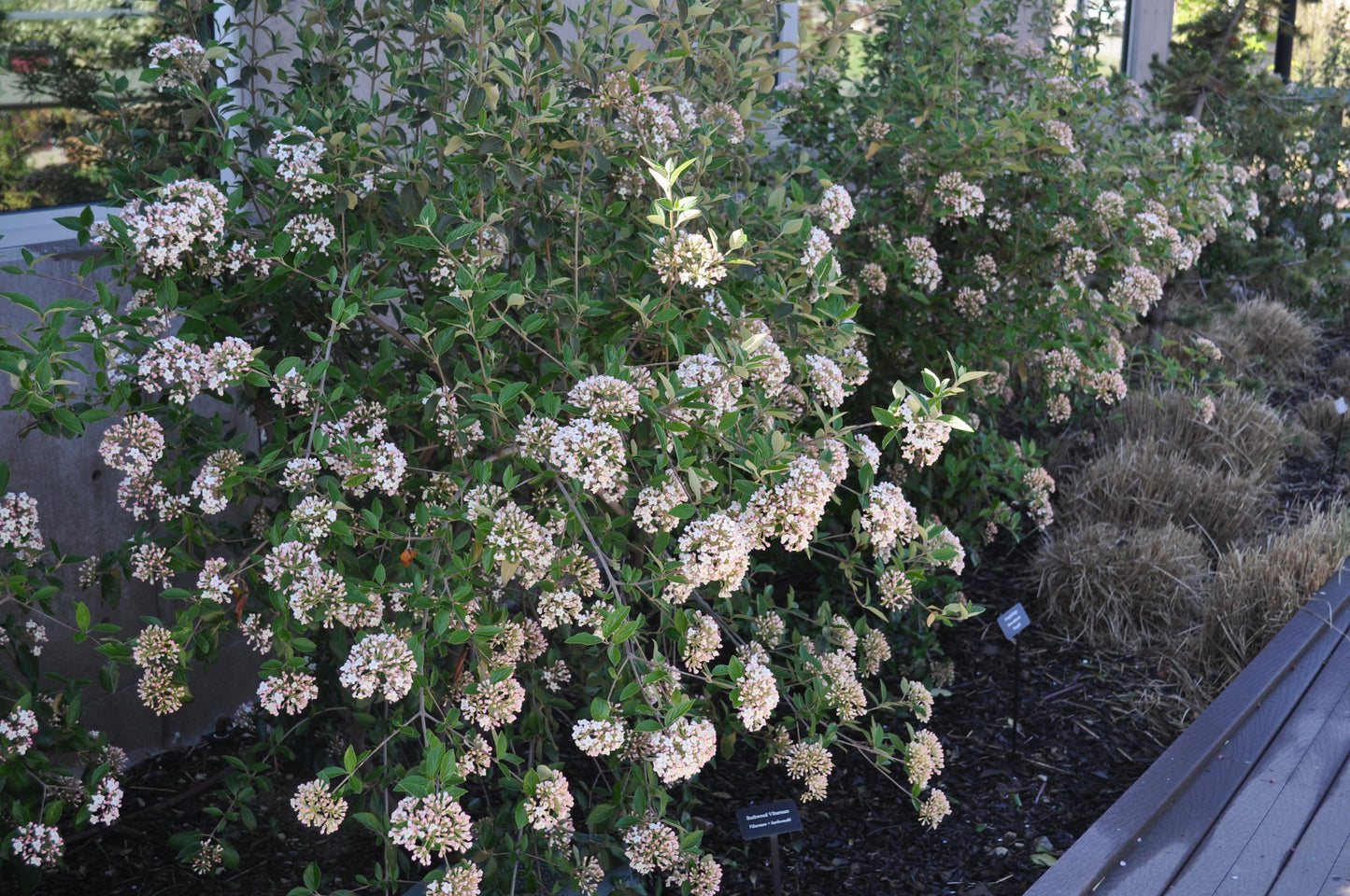 Viburnum Burkwoodii - View 29 from www redcrocus com