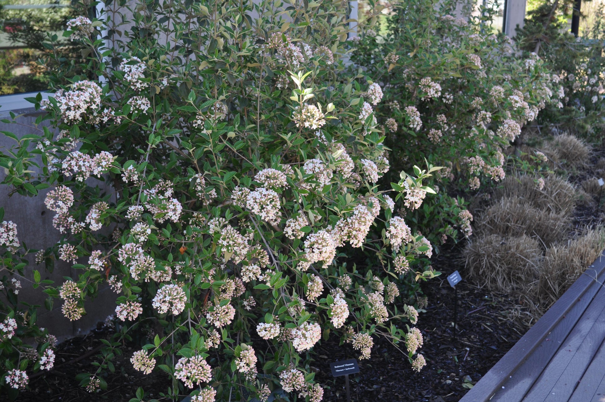 Viburnum Burkwoodii - View 29 from www redcrocus com