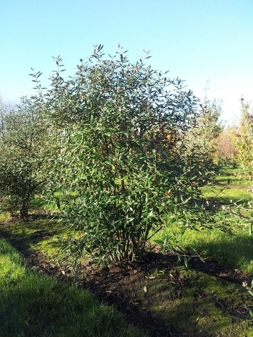 Viburnum Burkwoodii - View 2 from www redcrocus com