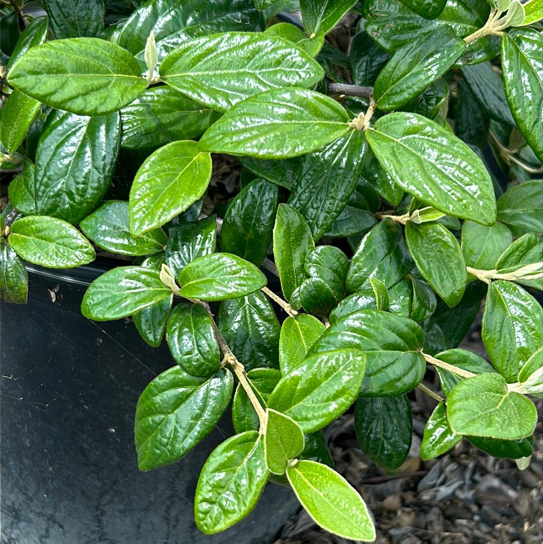 Viburnum Burkwoodii - View 30 from www redcrocus com