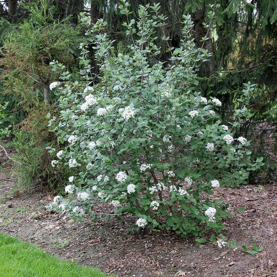 Viburnum Burkwoodii - View 31 from www redcrocus com