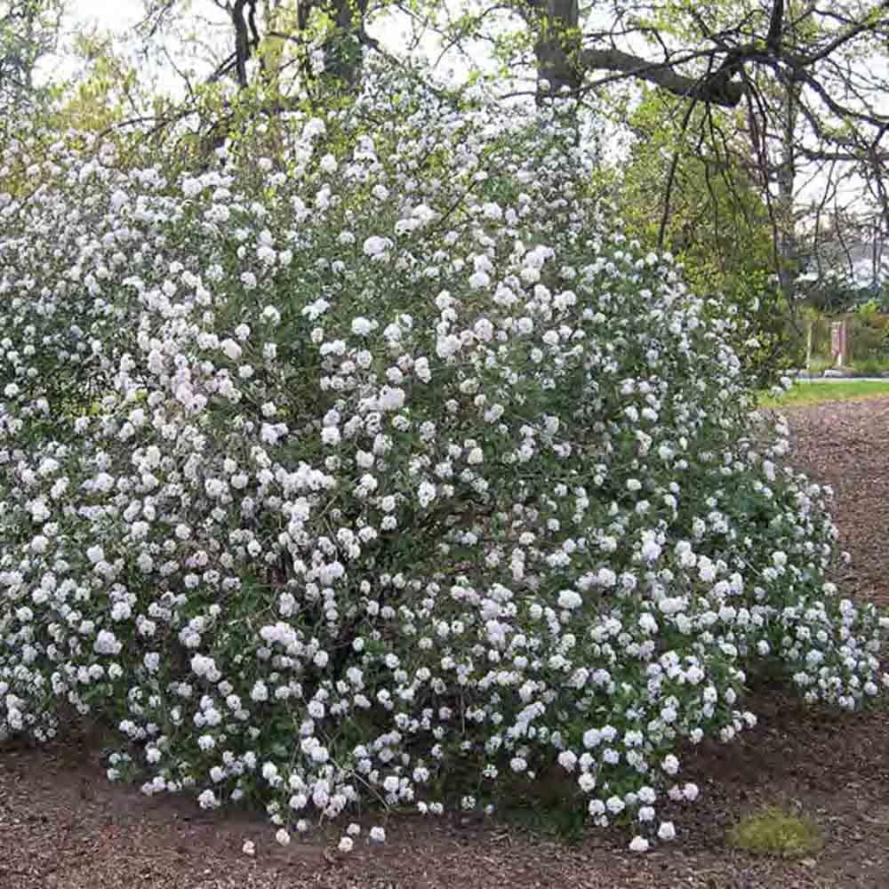 Viburnum Burkwoodii - View 32 from www redcrocus com