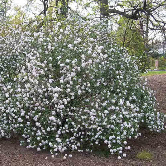 Viburnum Burkwoodii - View 32 from www redcrocus com