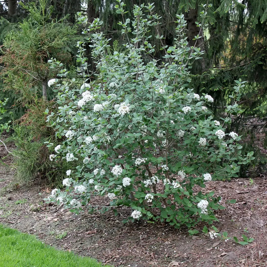 Viburnum Burkwoodii - View 33 from www redcrocus com