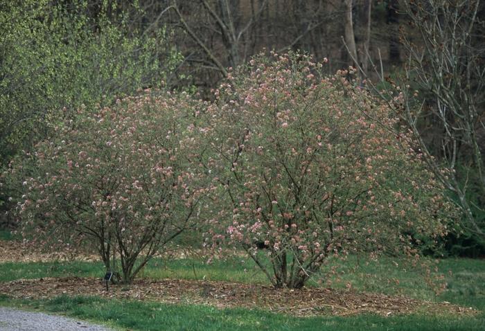 Viburnum Burkwoodii - View 35 from www redcrocus com