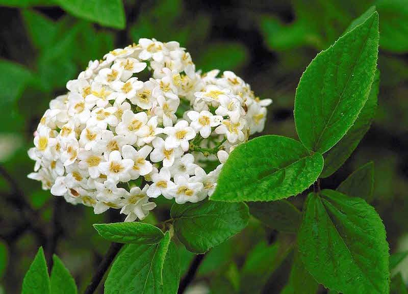 Viburnum Burkwoodii - View 38 from www redcrocus com