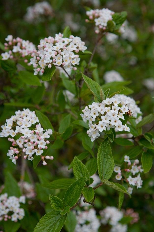 Viburnum Burkwoodii - View 3 from www redcrocus com