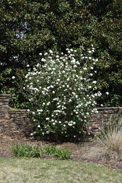 Viburnum Burkwoodii - View 40 from www redcrocus com