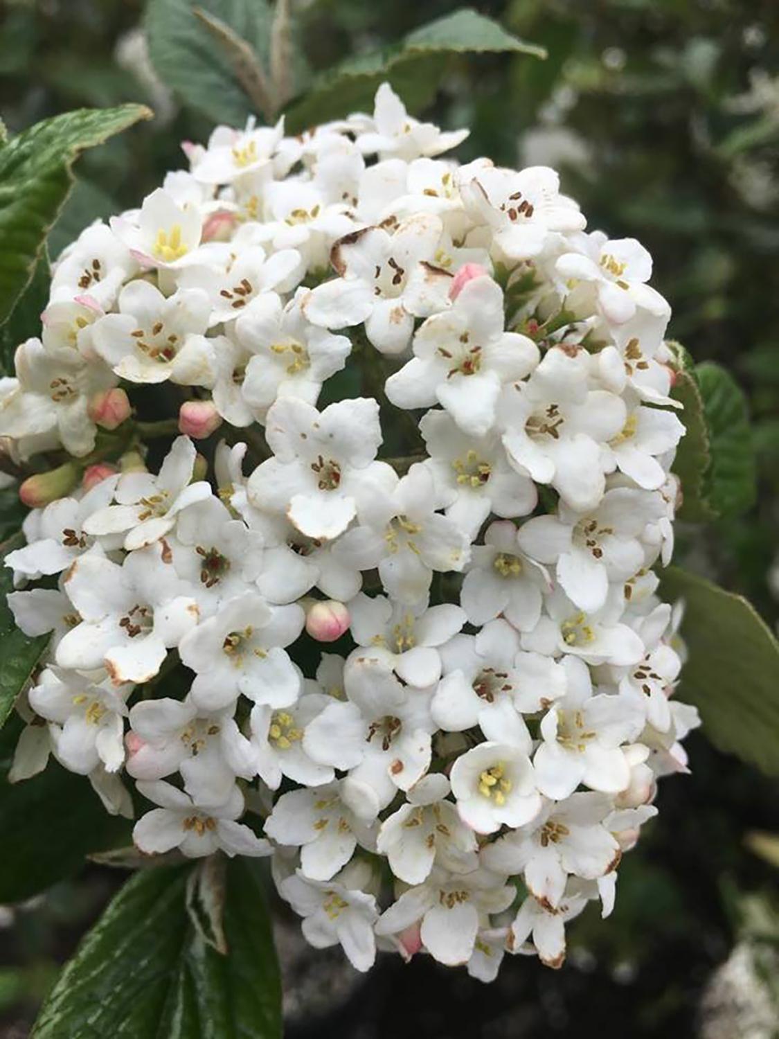 Viburnum Burkwoodii - View 5 from www redcrocus com