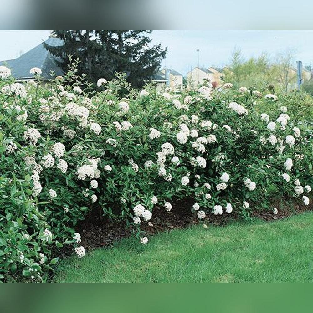 Viburnum Burkwoodii - View 7 from www redcrocus com