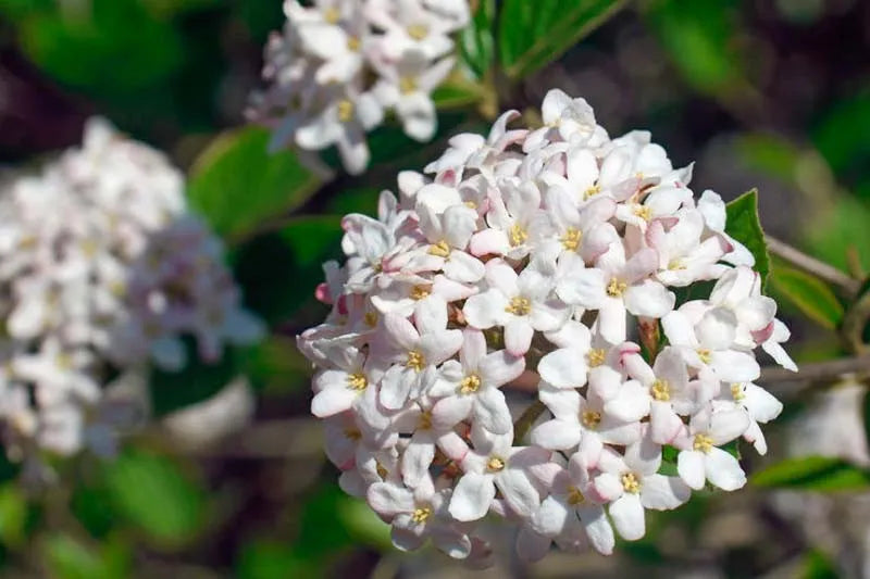 Viburnum Burkwoodii - View 8 from www redcrocus com