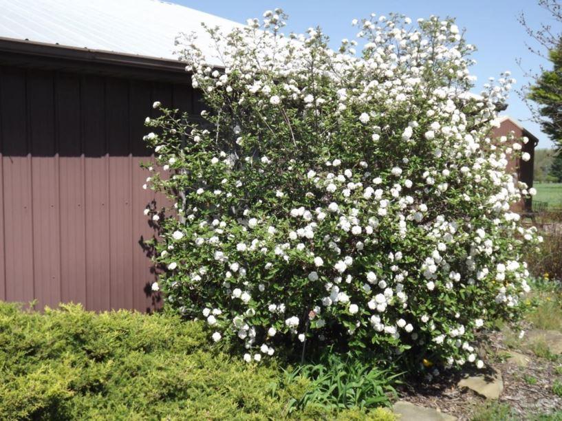 Viburnum Burkwoodii - View 9 from www redcrocus com