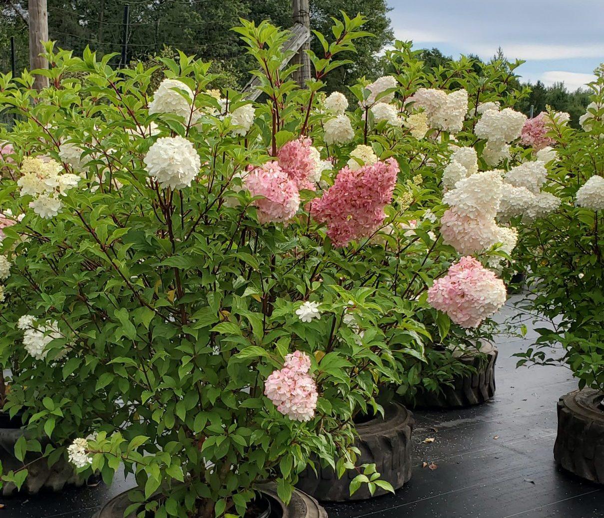 Hydrangea Paniculata Vanilla Strawberry Tree Form - View 10 from www redcrocus com