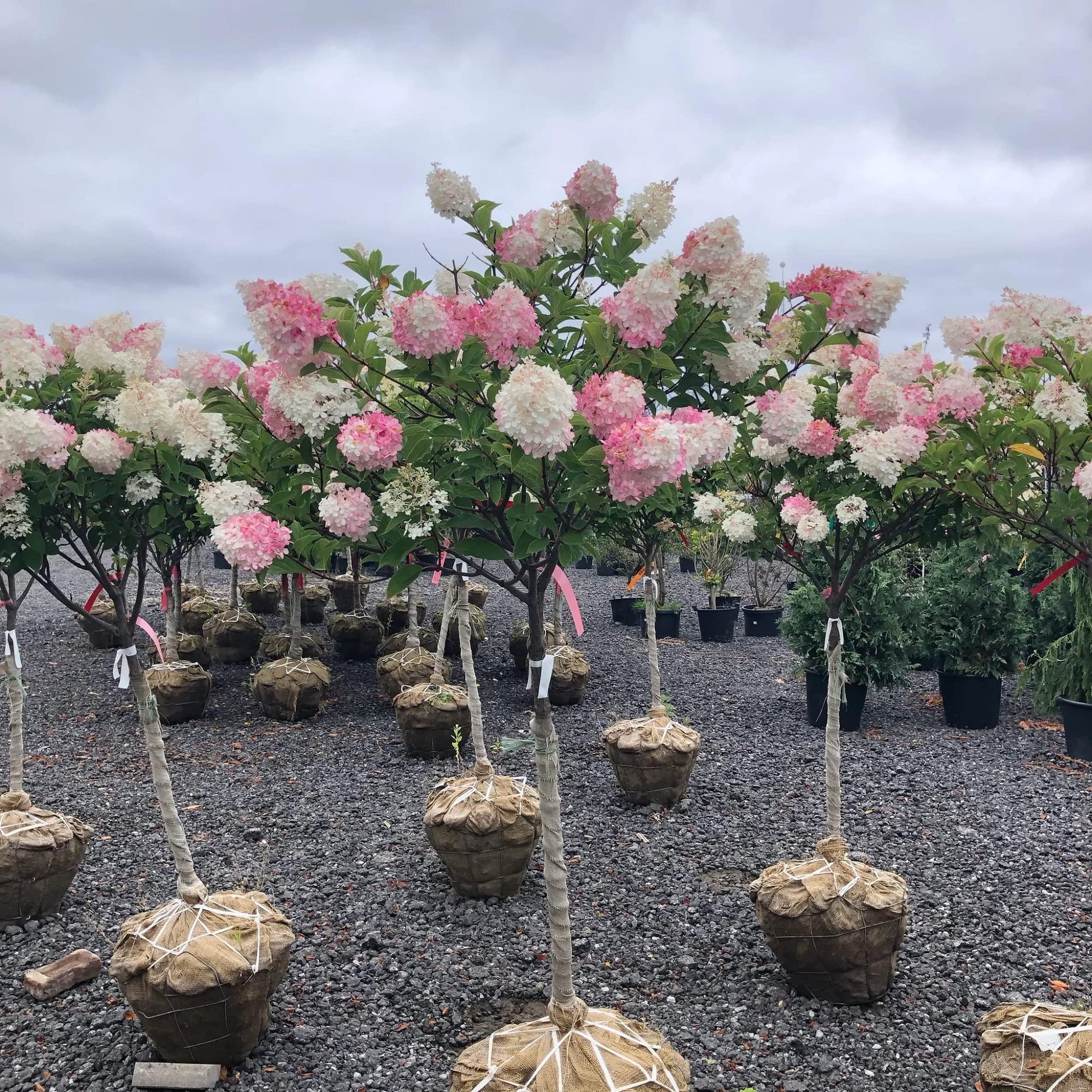 Hydrangea Paniculata Vanilla Strawberry Tree Form - View 13 from www redcrocus com