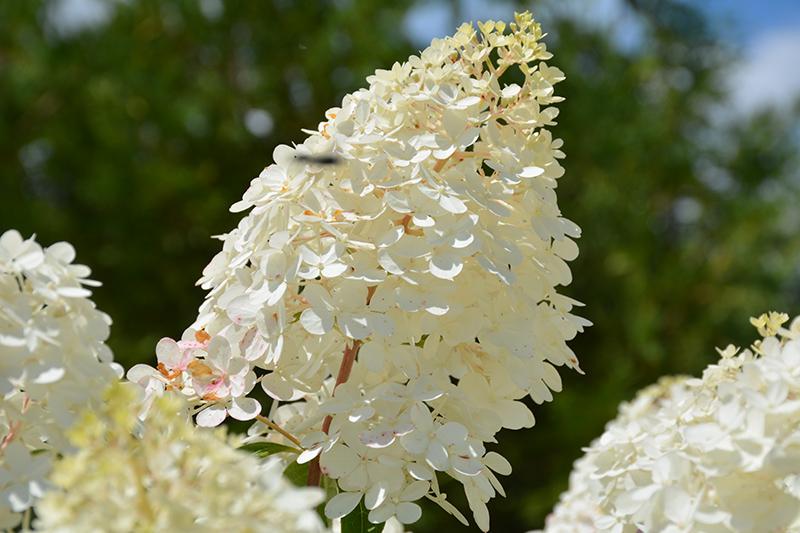 Hydrangea Paniculata Vanilla Strawberry Tree Form - View 14 from www redcrocus com