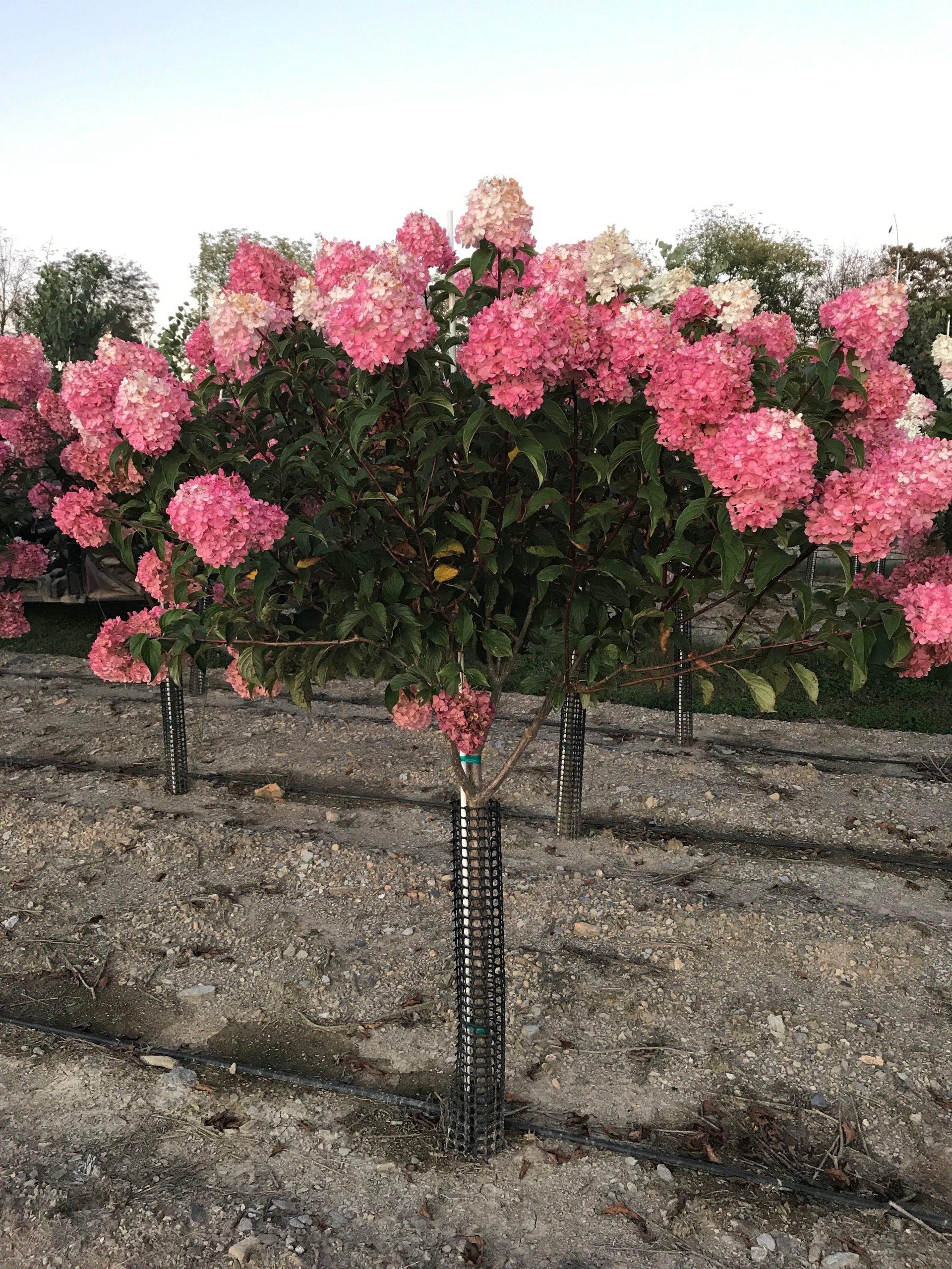 Hydrangea Paniculata Vanilla Strawberry Tree Form - View 19 from www redcrocus com