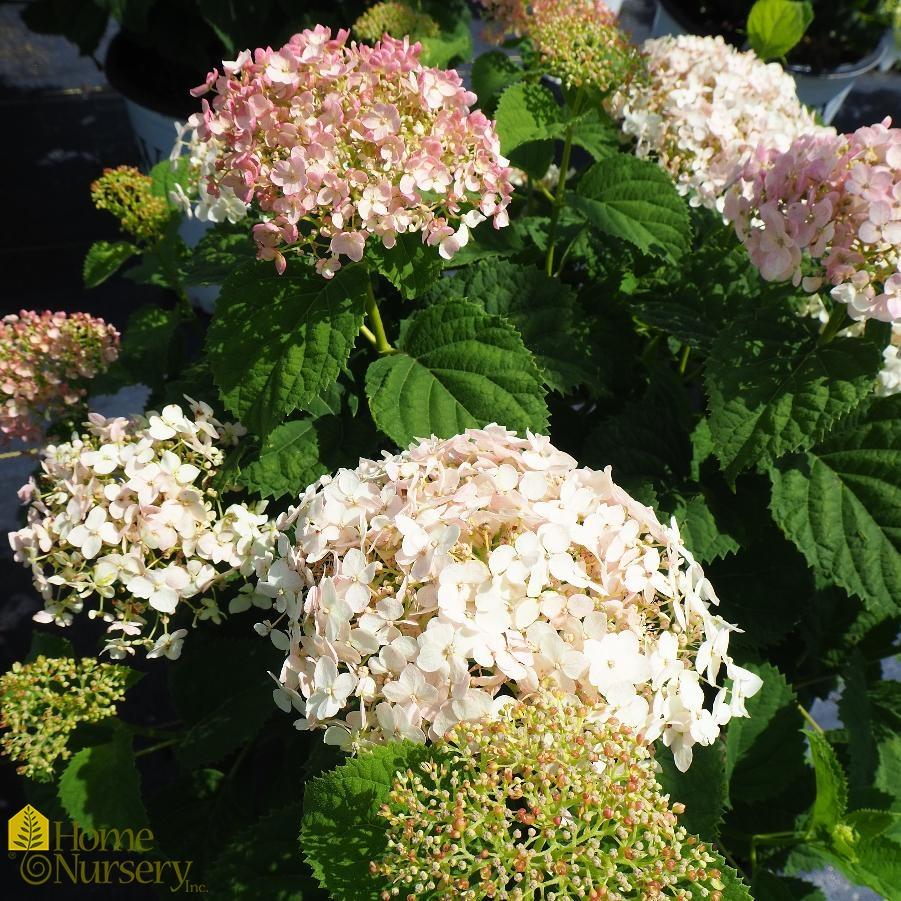 Hydrangea Arborescens Invincibelle Wee White - View 10 from www redcrocus com