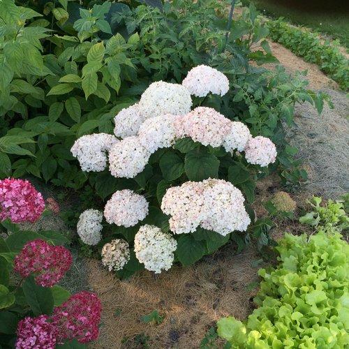 Hydrangea Arborescens Invincibelle Wee White - View 11 from www redcrocus com