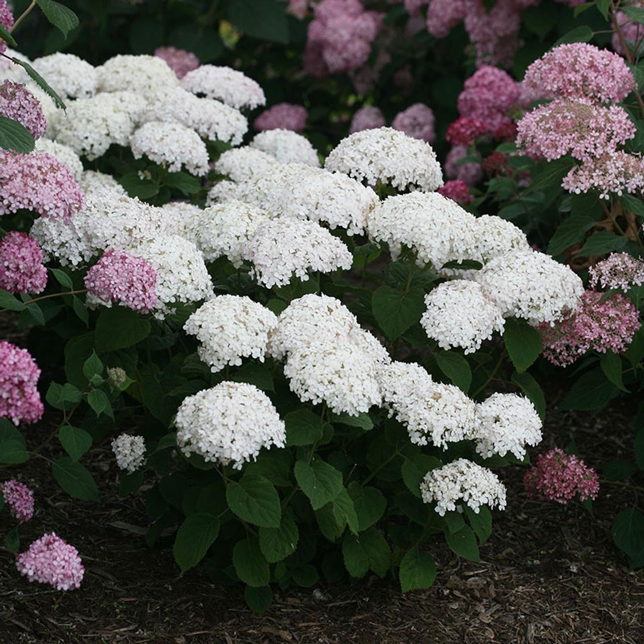 Hydrangea Arborescens Invincibelle Wee White - View 13 from www redcrocus com