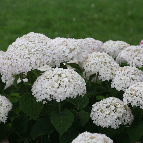 Hydrangea Arborescens Invincibelle Wee White - View 14 from www redcrocus com