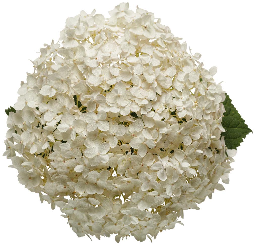 Hydrangea Arborescens Invincibelle Wee White - View 15 from www redcrocus com